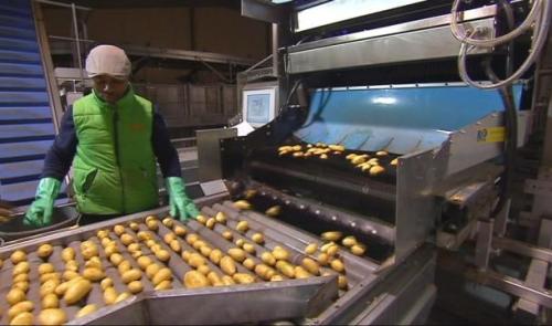 Pommes de terre : la récolte est mauvaise 
