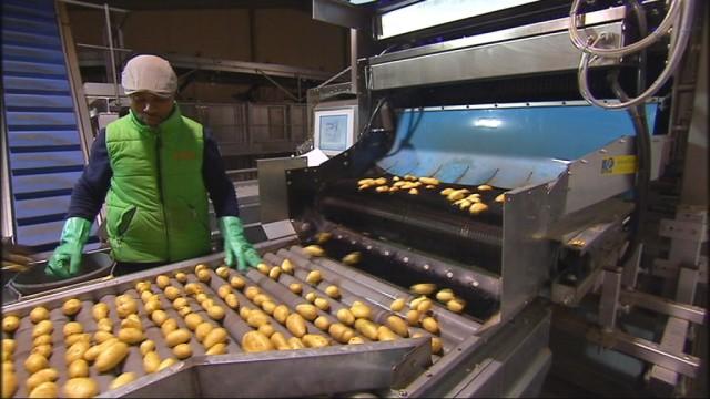 Pommes de terre : la récolte est mauvaise 