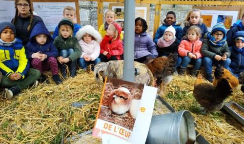 Poulailler pédagogique à l'école Saint Louis de Huy