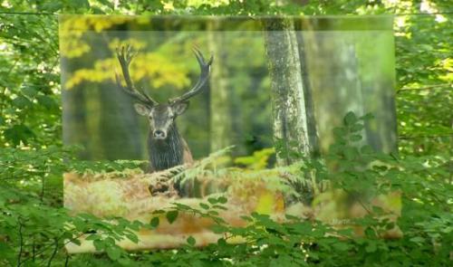 Des photos d'animaux grand format au préhistomuseeum 