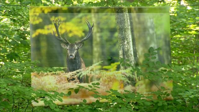 Des photos d'animaux grand format au préhistomuseeum 