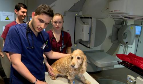 Unique à Liège: la radiothérapie et la dialyse pour les animaux et compagnie