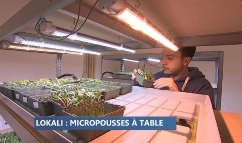 Lokali, la première ferme urbaine de micropousses liégeoise 