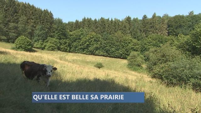 Qu'elle est belle la prairie de Marc Vanguestaine!