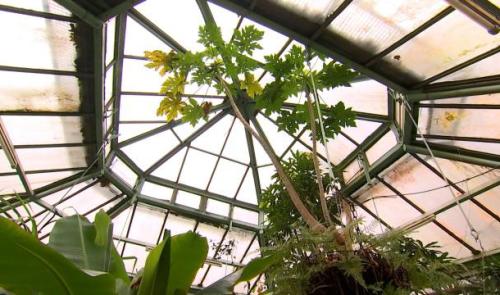 Quelques curiosités dans les serres du Jardin Botanique