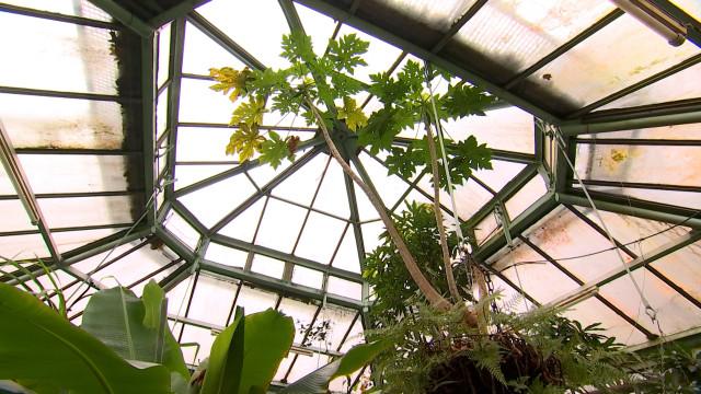 Quelques curiosités dans les serres du Jardin Botanique