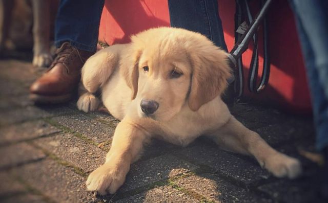 Qui pour accueillir des chiots futurs chiens-guides ?