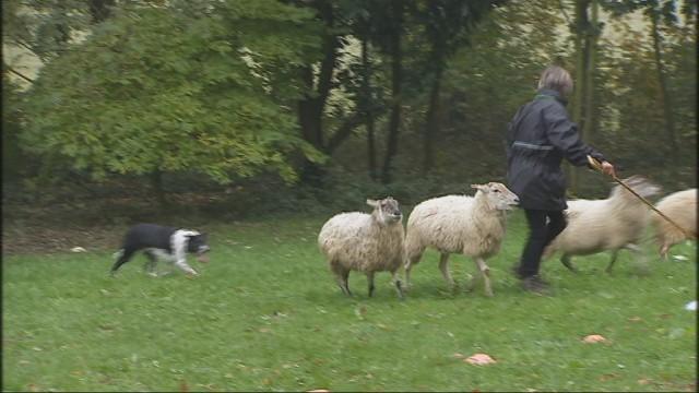 Qui sera le meilleur chien de troupeau à Juprelle ? 