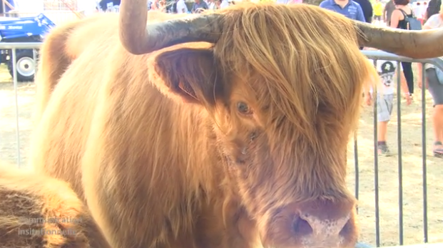 Rat des villes, rat des champs: Foire agricole de Battice