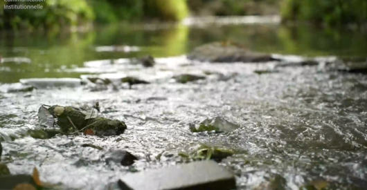 Rat des villes, rat des champs: : la gestion des cours d'eau.