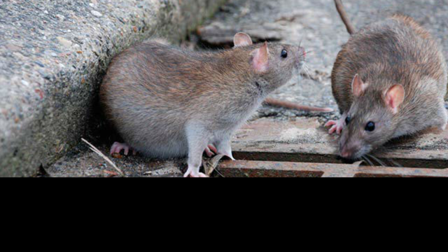 Rats Place des Carmes : « Ce n’est pas une invasion »