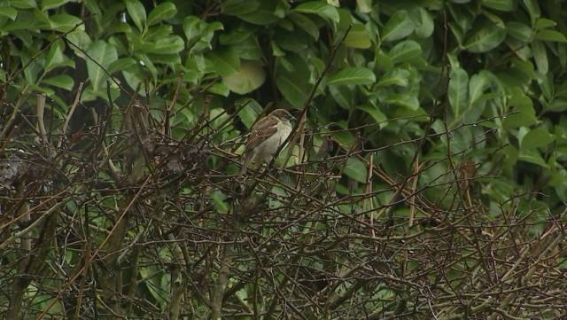 Recensement des oiseaux: c'est ce week-end!