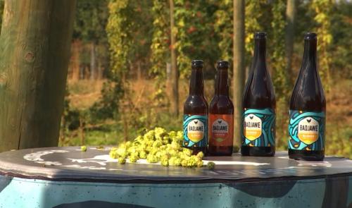 Récolte de houblon à Lantin pour la Brasserie Coopérative Liégeoise