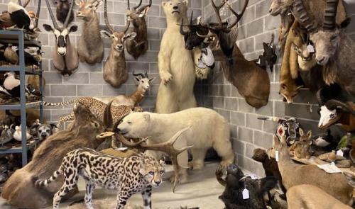Redonner vie aux animaux par la taxidermie 