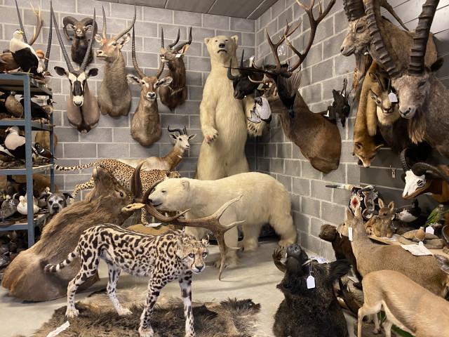 Redonner vie aux animaux par la taxidermie 