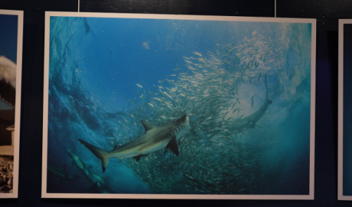 Requins, raies manta et tortues à l’Aquarium-Muséum de Liège
