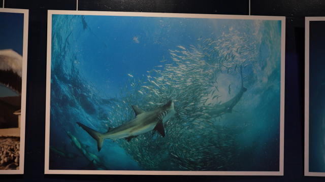Requins, raies manta et tortues à l’Aquarium-Muséum de Liège