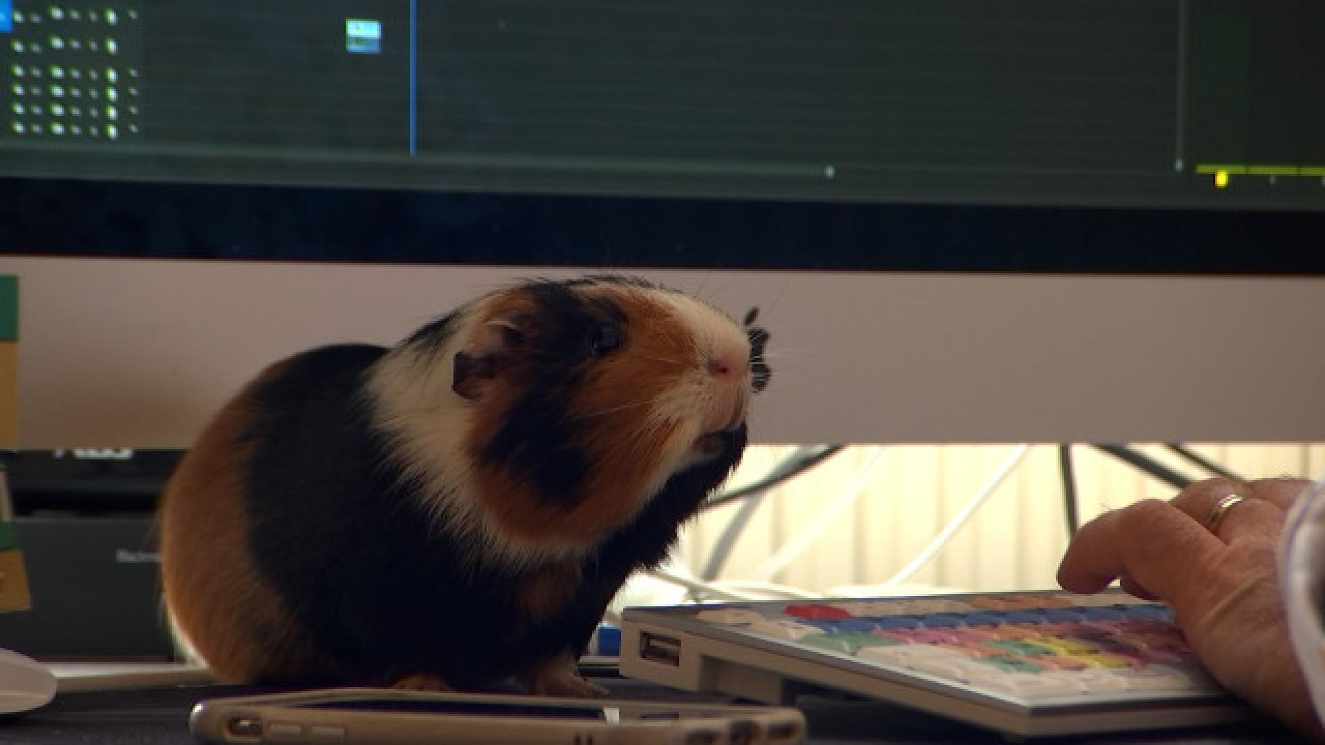Animaux au travail : RTC ouvre la porte