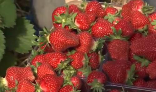 Saison en demi-teinte pour les fraises