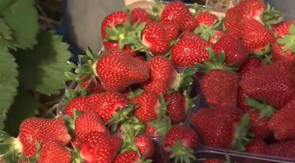 Saison en demi-teinte pour les fraises