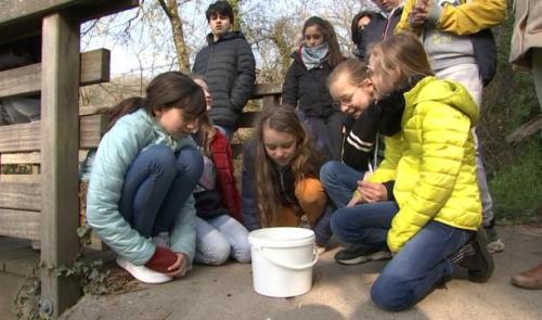 Saumons en classe: le grand plongeon pour les alevins