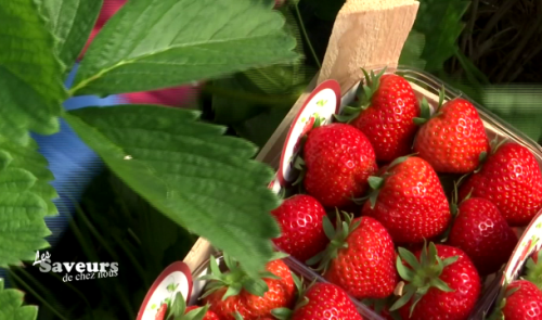 Saveurs de chez nous : Fraises et fruits Vanova