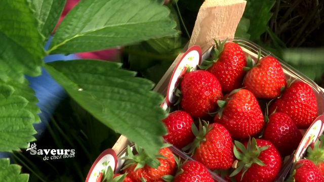 Saveurs de chez nous : Fraises et fruits Vanova