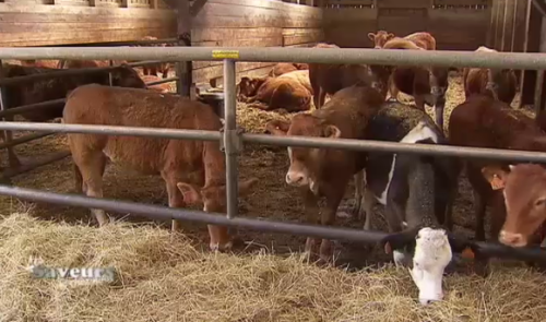 Saveurs de chez nous : la Ferme Ansay