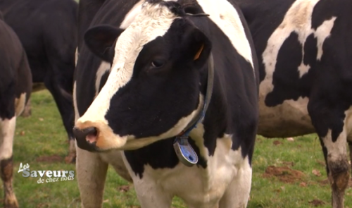 Saveurs de chez nous : la ferme Demoitié à Ouffet