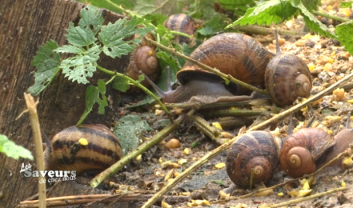 Saveurs de chez nous : Les escargots de Geer