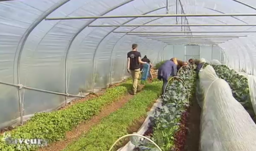Saveurs de chez nous : les légumes cultivés en agro-écologie
