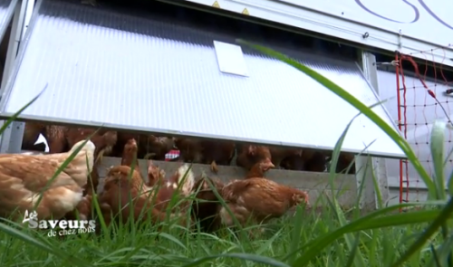 Saveurs de chez nous : Poulailler mobile de "Coquettes aux Près" à Sprimont