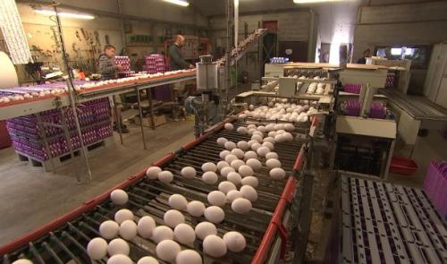 Scandale des oeufs : Tout n'est pas à jeter 
