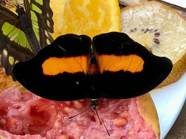 Se promener dans une volière de papillons tropicaux !