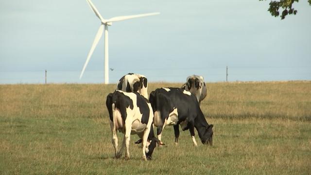 Sécheresse: les prairies ne nourrissent plus le bétail!