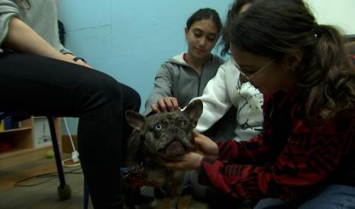 Sensibilisation au bien-être animal dans les écoles de la ville de Liège