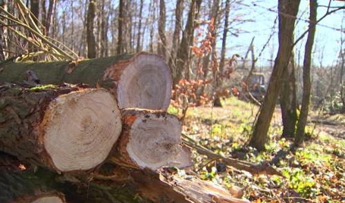 Seraing : un abattage d'arbres interpelle des riverains 