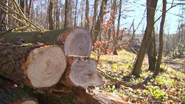Seraing : un abattage d'arbres interpelle des riverains 
