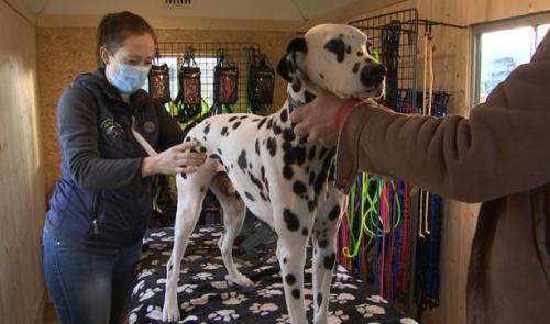 Service ostéopathique canin dans une roulotte aménagée pour la vente d'accessoires canins
