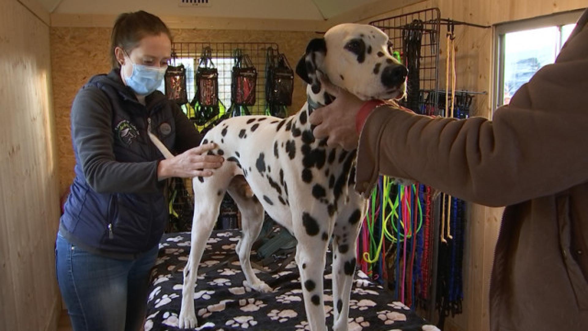Service ostéopathique canin dans une roulotte aménagée pour la vente d'accessoires canins