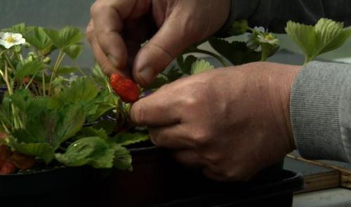 Soumagne : un passionné cultive 100 variétés de fraisiers