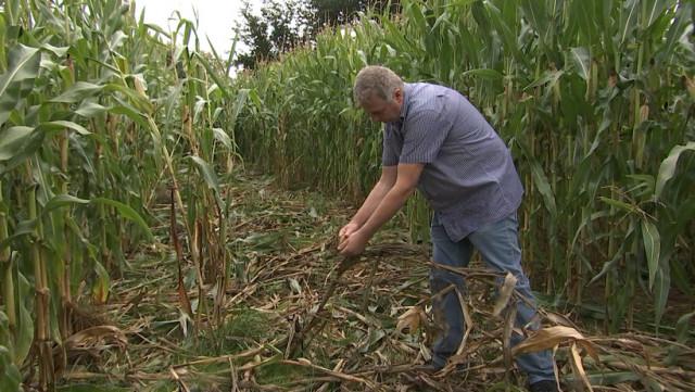 Sprimont: les sangliers ont ravagé des cultures de maÍ¯s 