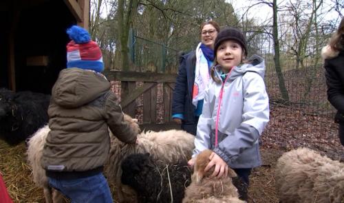 Stage à la ferme des enfants de Liège : "c'est la liberté"