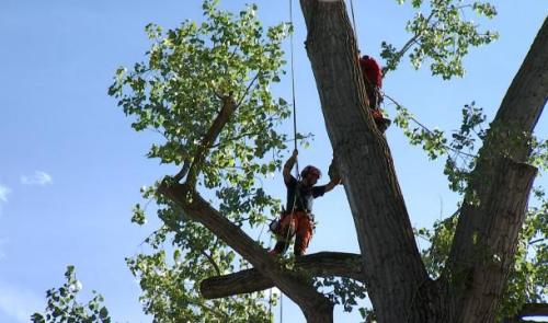 Stress hydrique, les branches cassent !