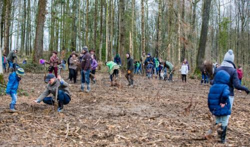 Tinlot : plantation de 3000 arbres 