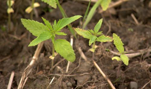 Trois hectares de cannabis sur un terrain de la clinique du CHC à Hermalle