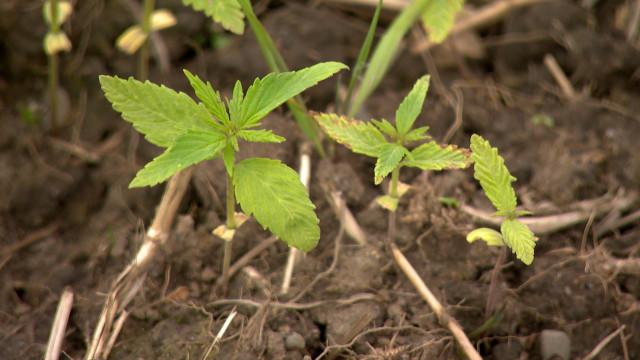 Trois hectares de cannabis sur un terrain de la clinique du CHC à Hermalle