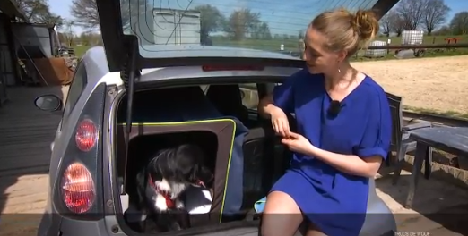 Trucs de Wouf : calmer l'excitation d'un chien en voiture