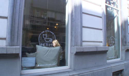 Un bar à chat ouvre à Liège 