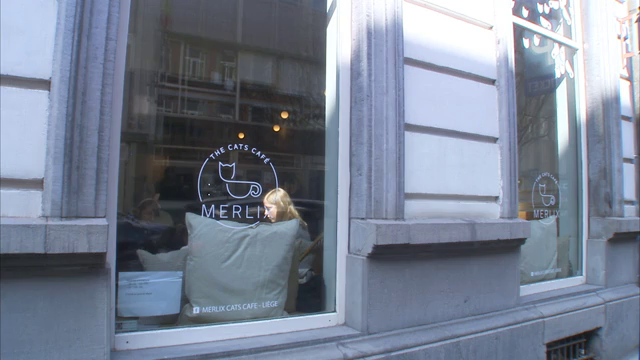 Un bar à chat ouvre à Liège 